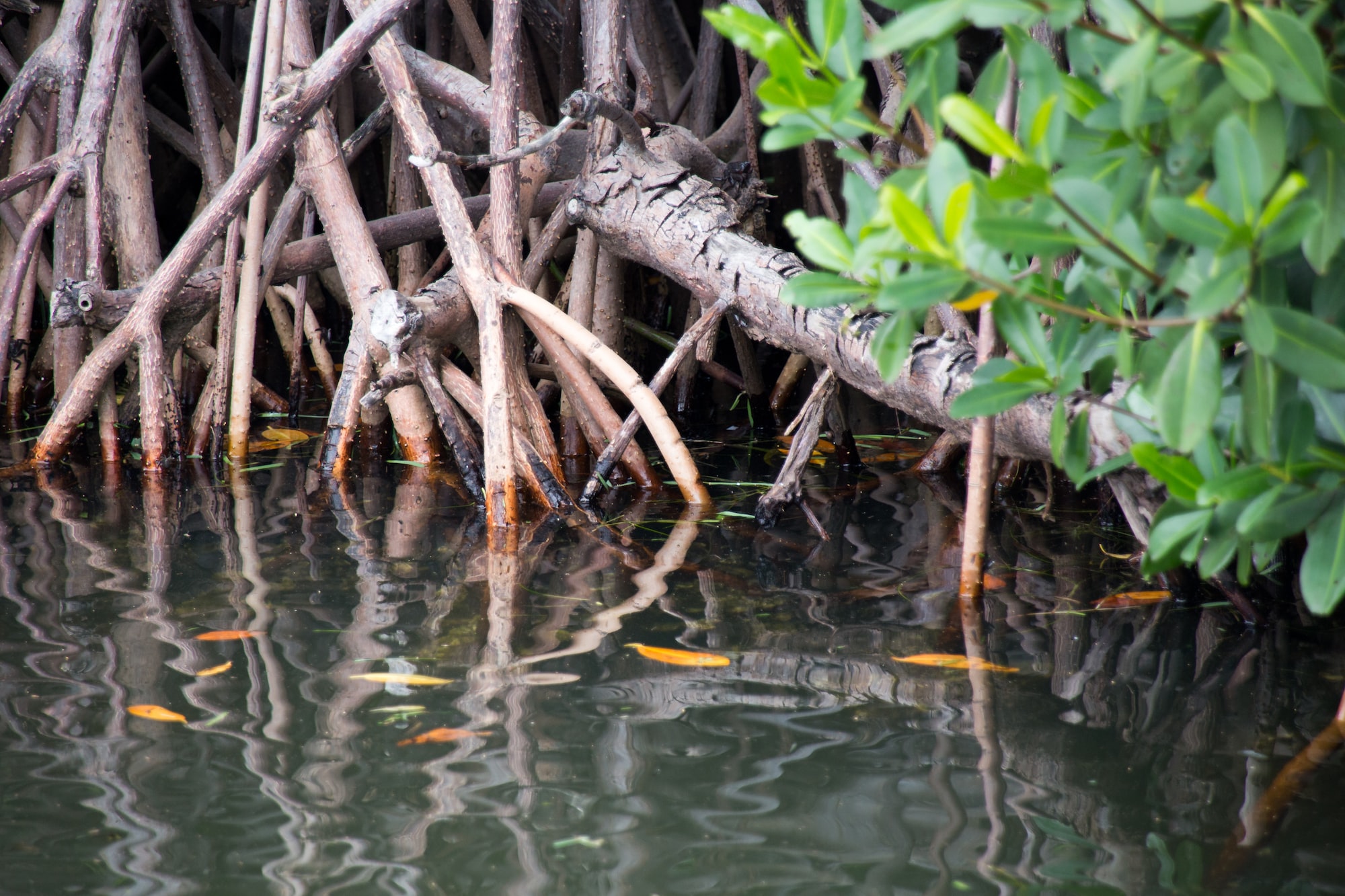 Mangrove trees grow in the ocean somewhere in the Florida Keys. This image first appeared on https://www.florida-guidebook.com
