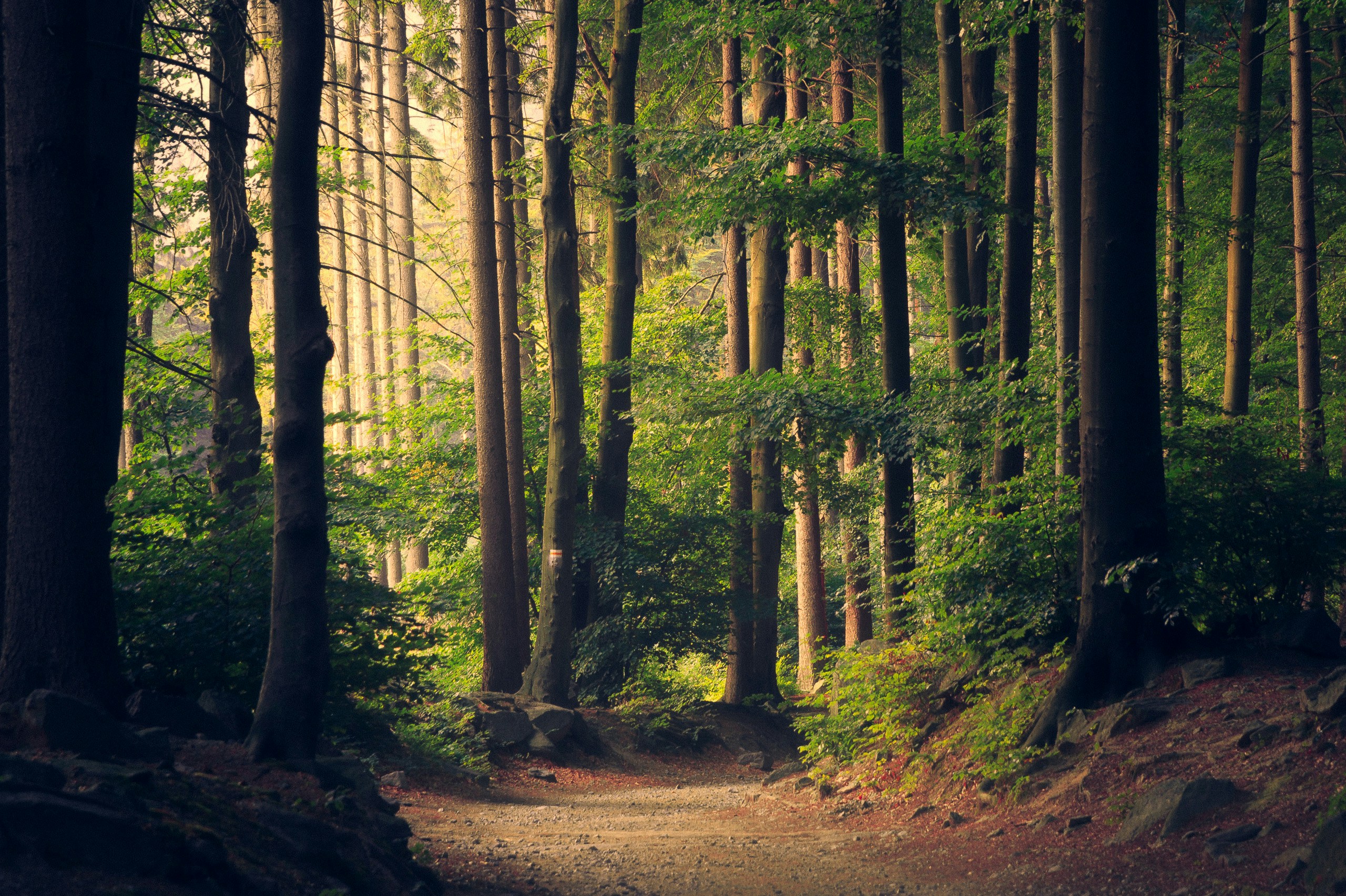 The world without trees; what would it be like?