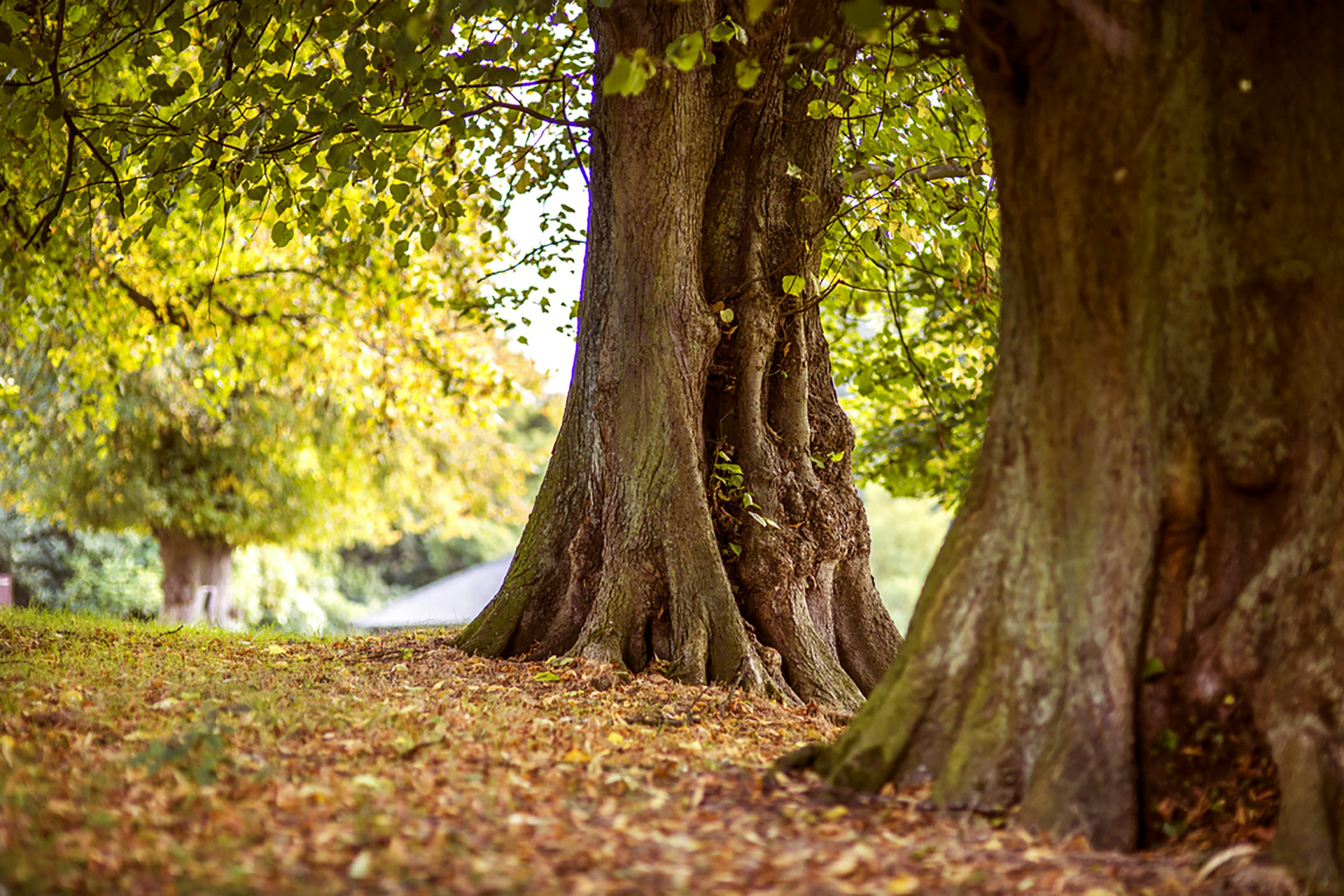 Trees:  A valuable gift of nature