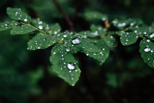 Acid Rain; Definition, Characteristics, Causes, Effects and Solutions
